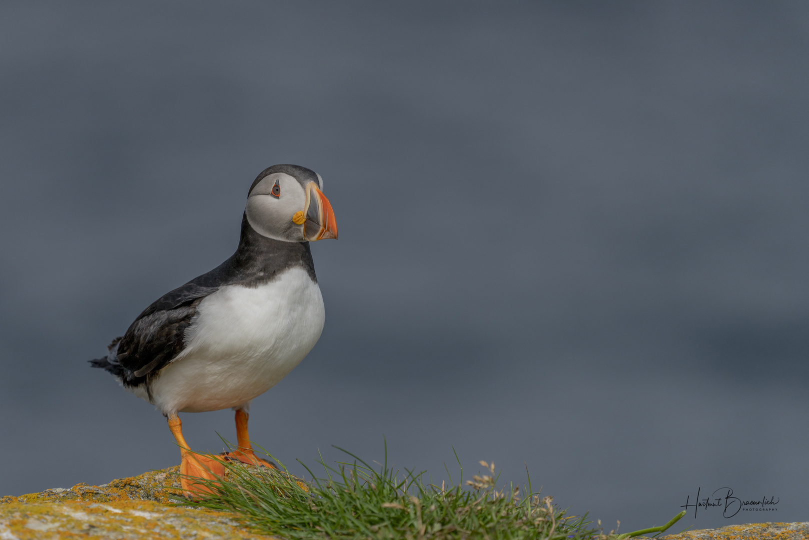 Atlantic Puffin