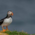 Atlantic Puffin