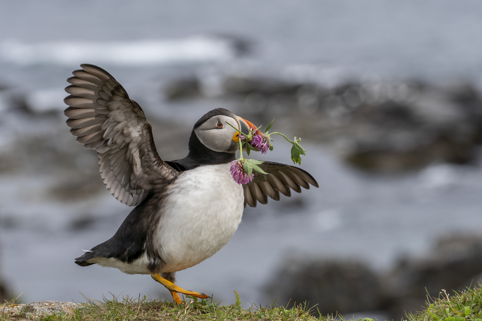 Atlantic Puffin