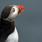 Atlantic Puffin