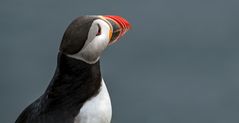 Atlantic Puffin