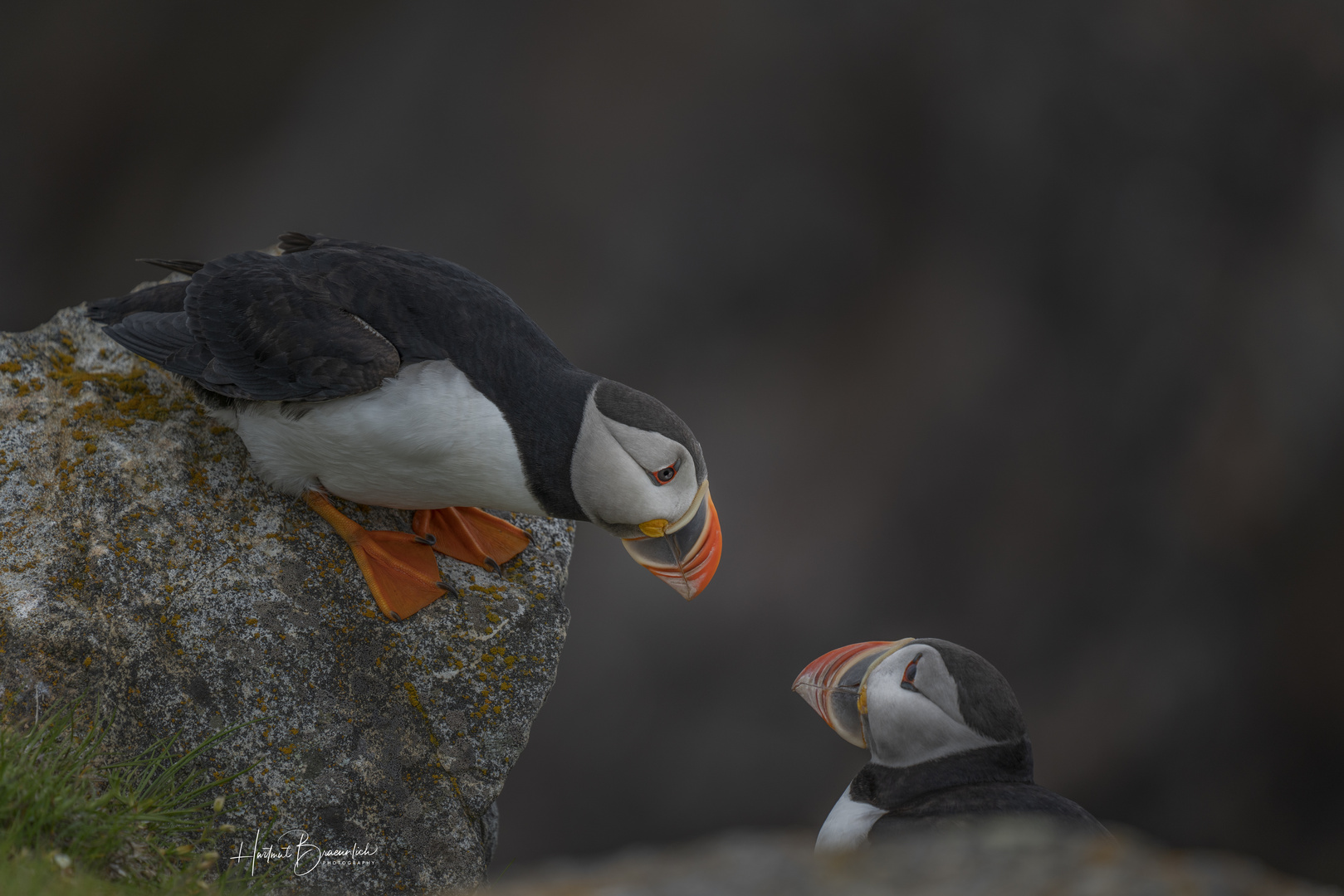 Atlantic Puffin