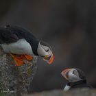 Atlantic Puffin