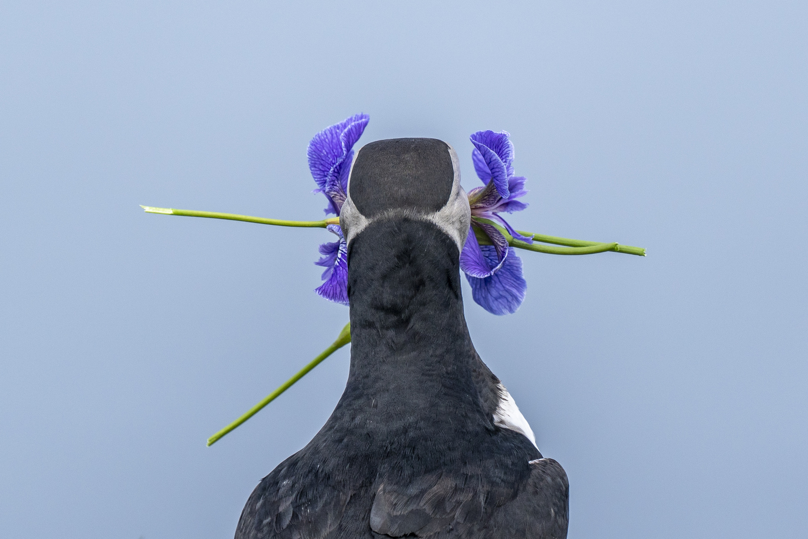 Atlantic Puffin