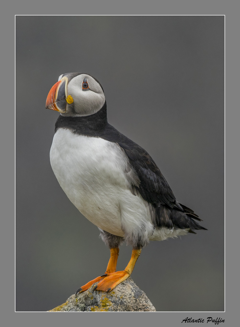 Atlantic Puffin