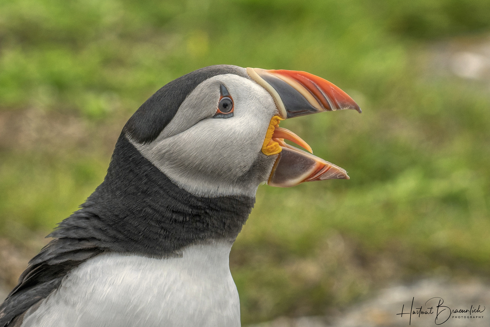 Atlantic Puffin 