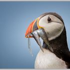 Atlantic puffin