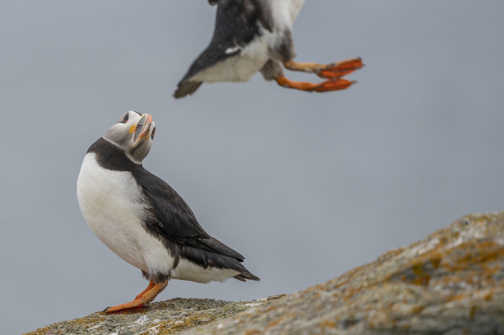 Atlantic Puffin