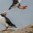 Atlantic Puffin