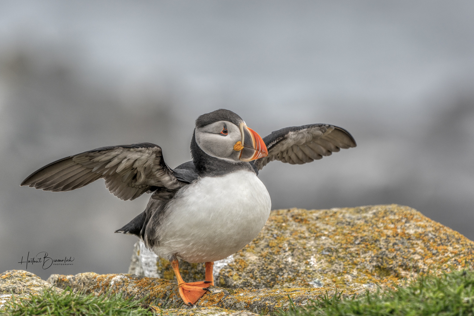 Atlantic Puffin