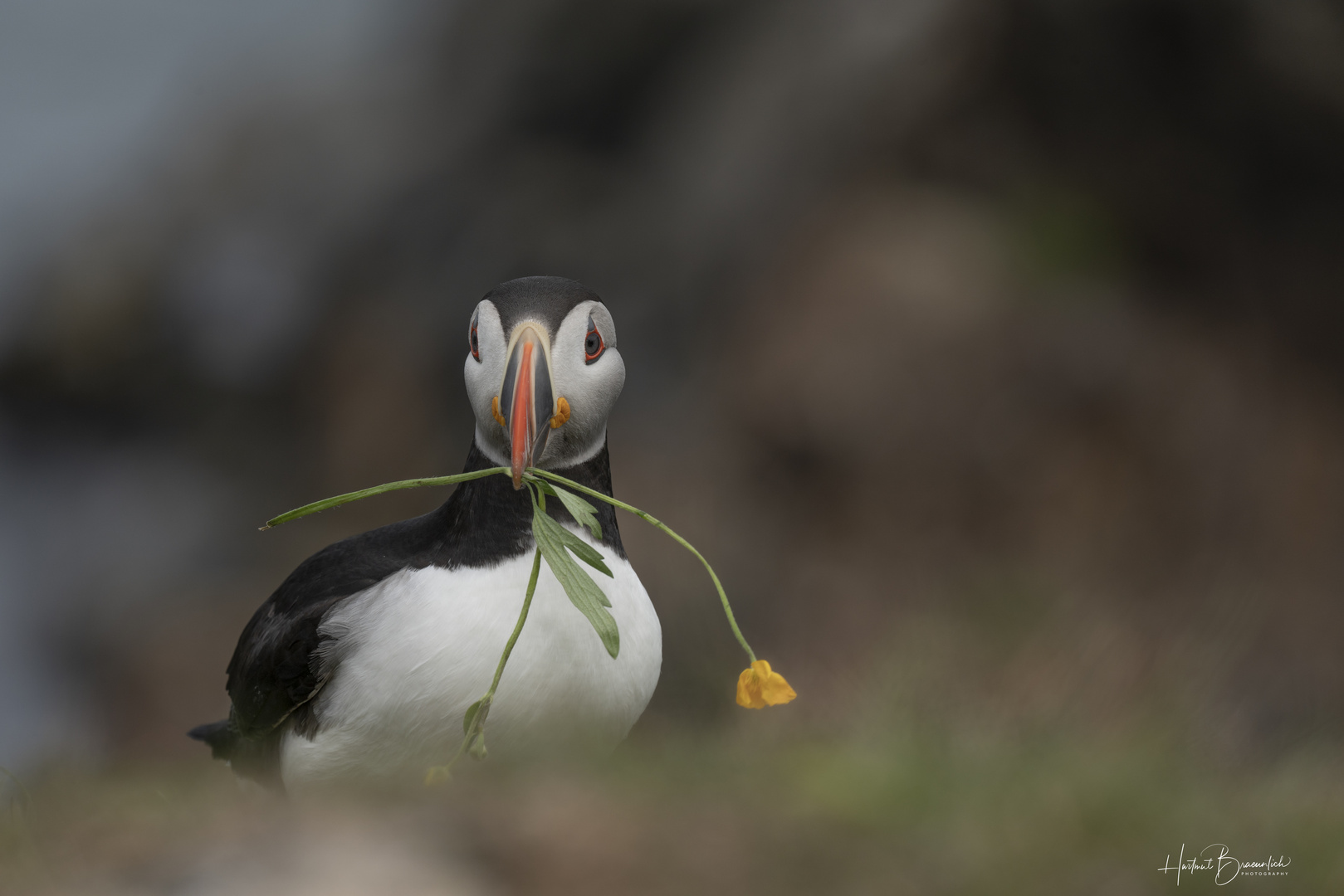 Atlantic Puffin