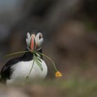 Atlantic Puffin