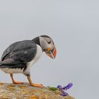 Atlantic Puffin