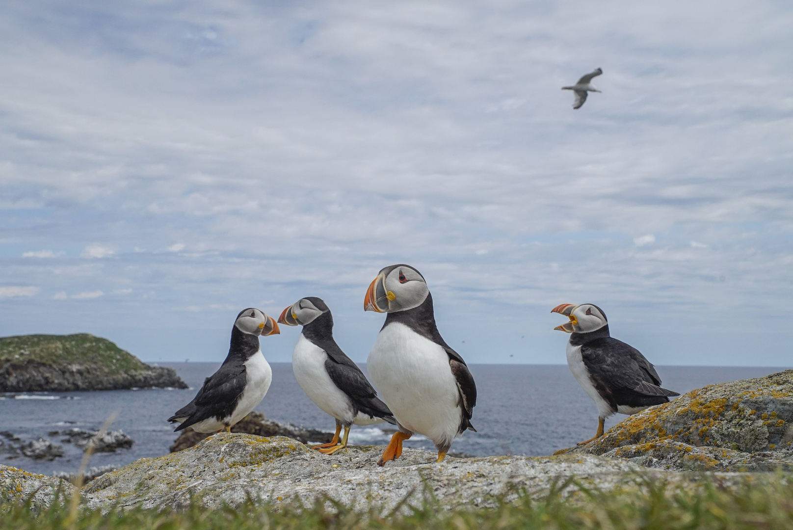 Atlantic Puffin