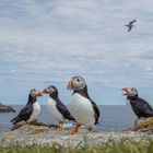 Atlantic Puffin