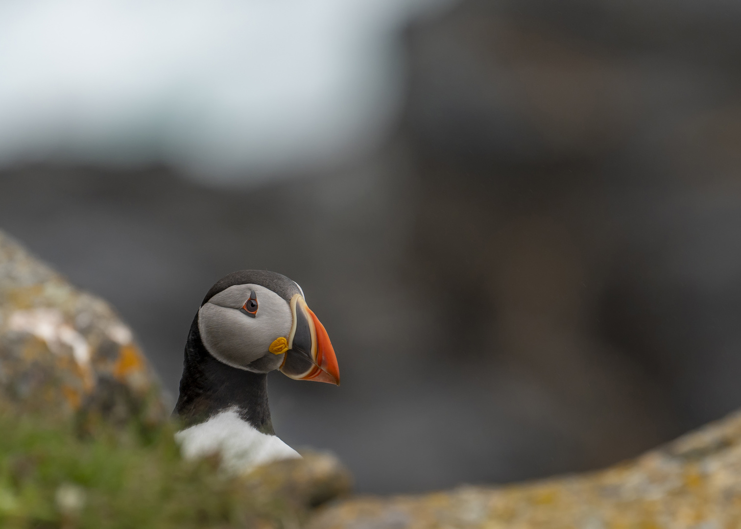 Atlantic Puffin