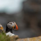 Atlantic Puffin