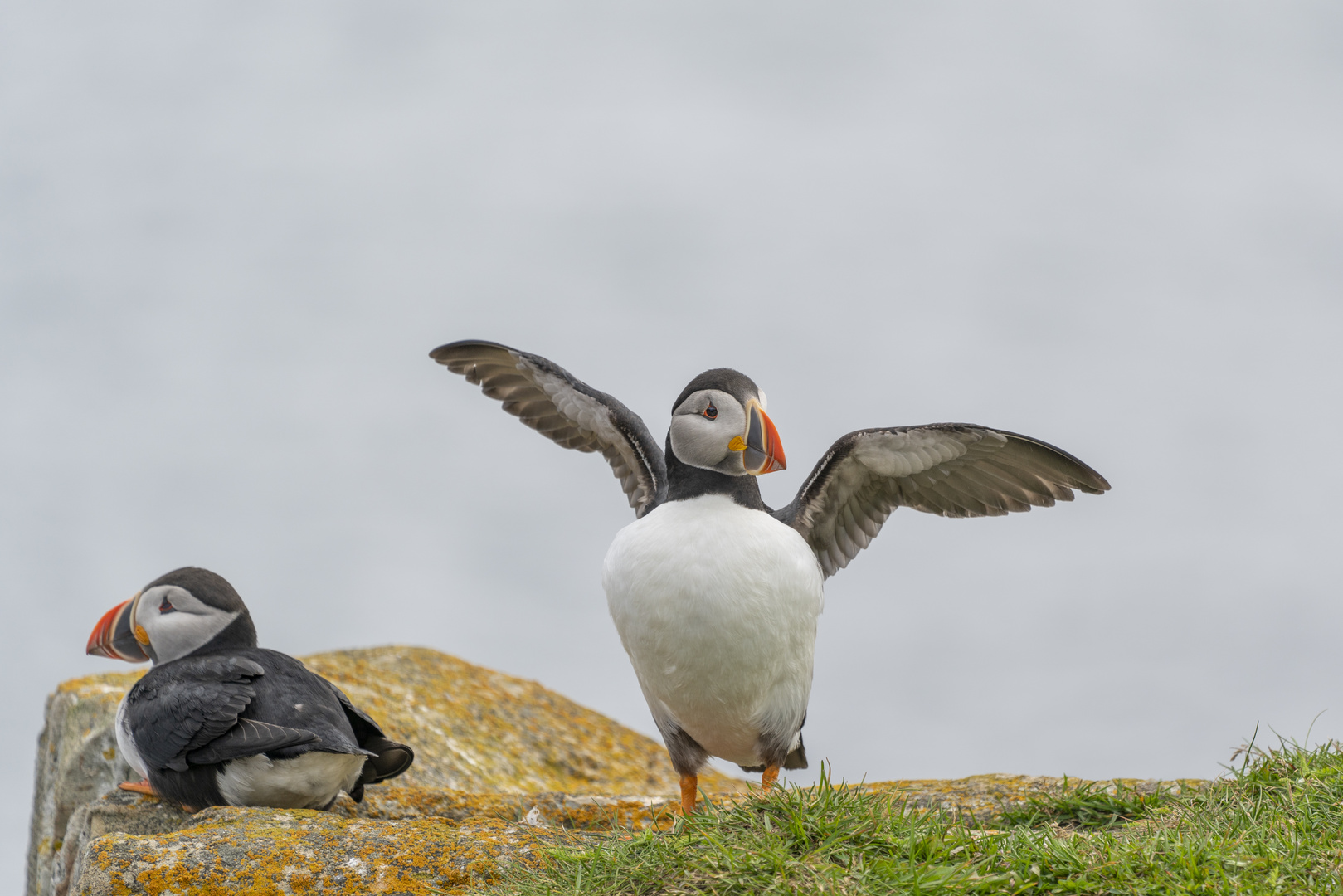 Atlantic Puffin