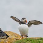 Atlantic Puffin