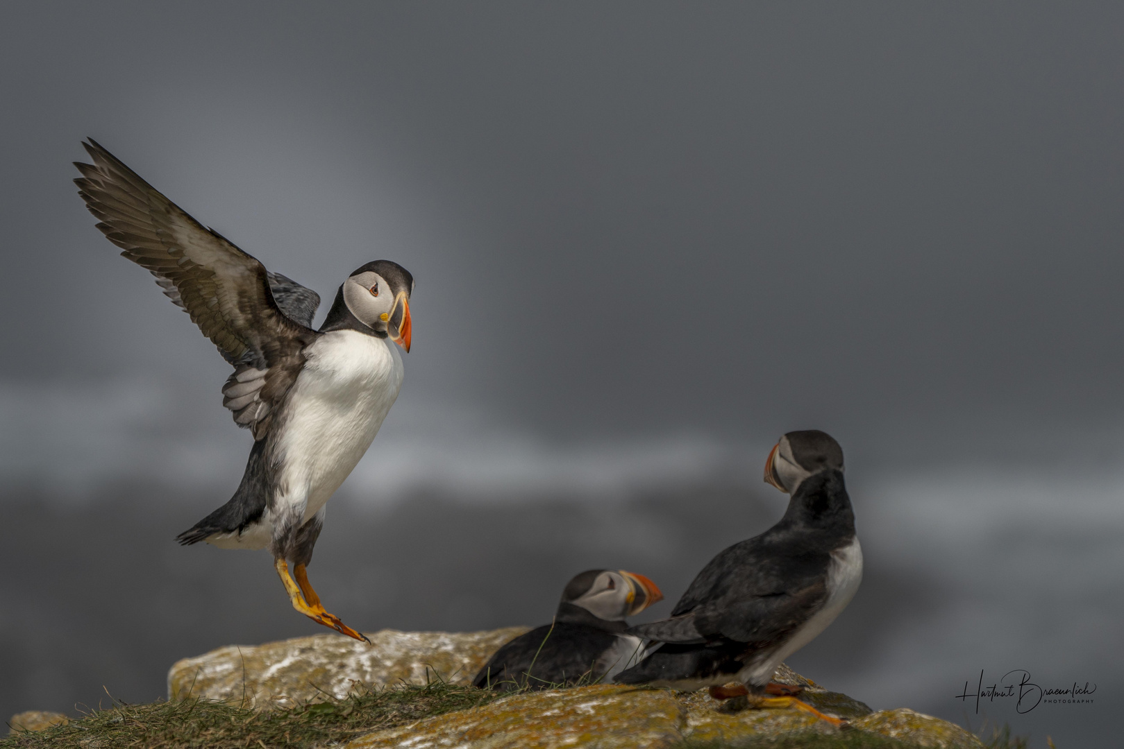 Atlantic Puffin