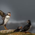 Atlantic Puffin