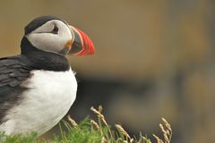 Atlantic Puffin