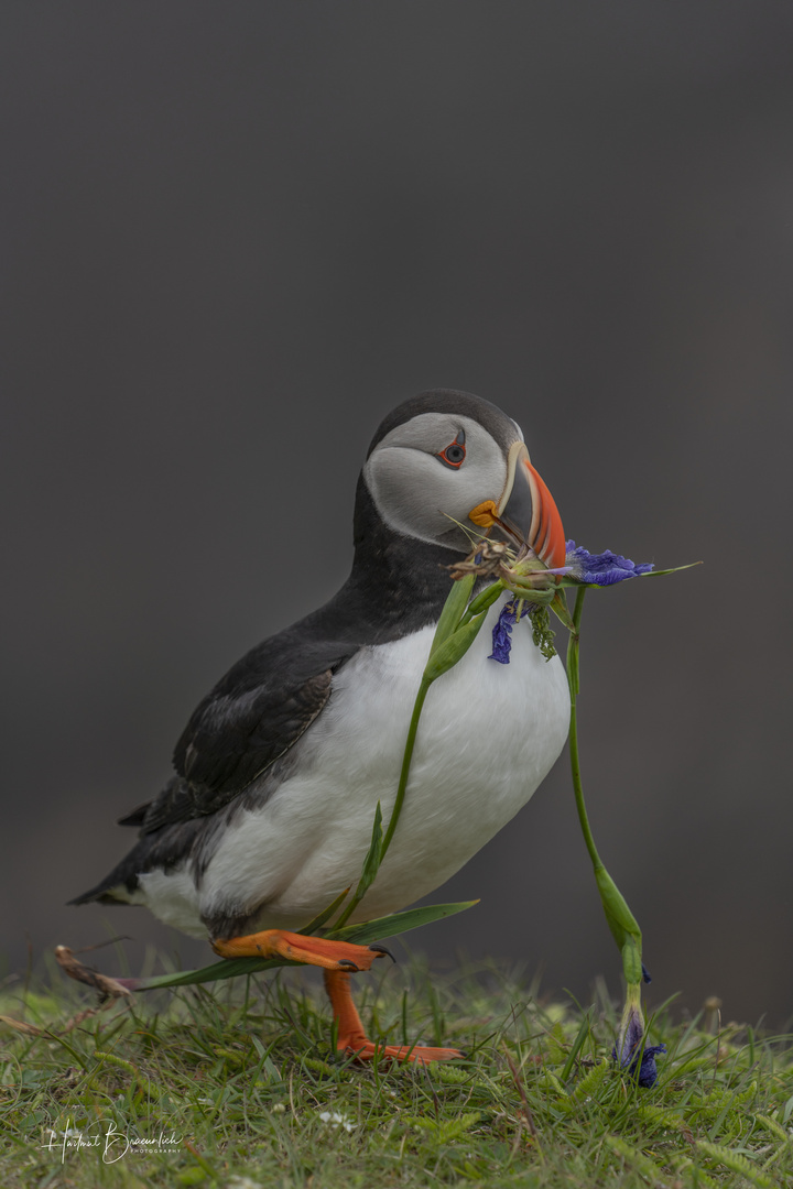 Atlantic Puffin