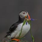 Atlantic Puffin