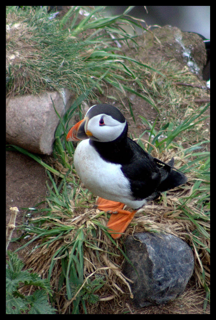 Atlantic Puffin