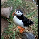 Atlantic Puffin