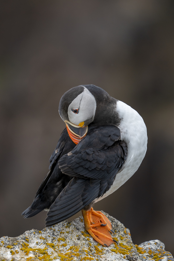 Atlantic Puffin