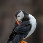 Atlantic Puffin