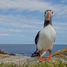 Atlantic Puffin