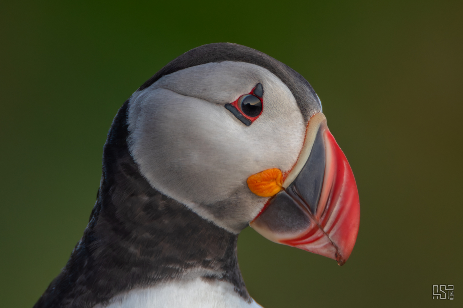 Atlantic puffin