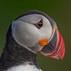 Atlantic puffin