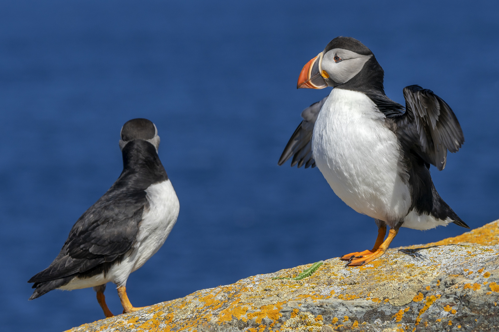 Atlantic Puffins 01