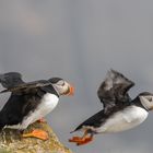 Atlantic Puffins 3