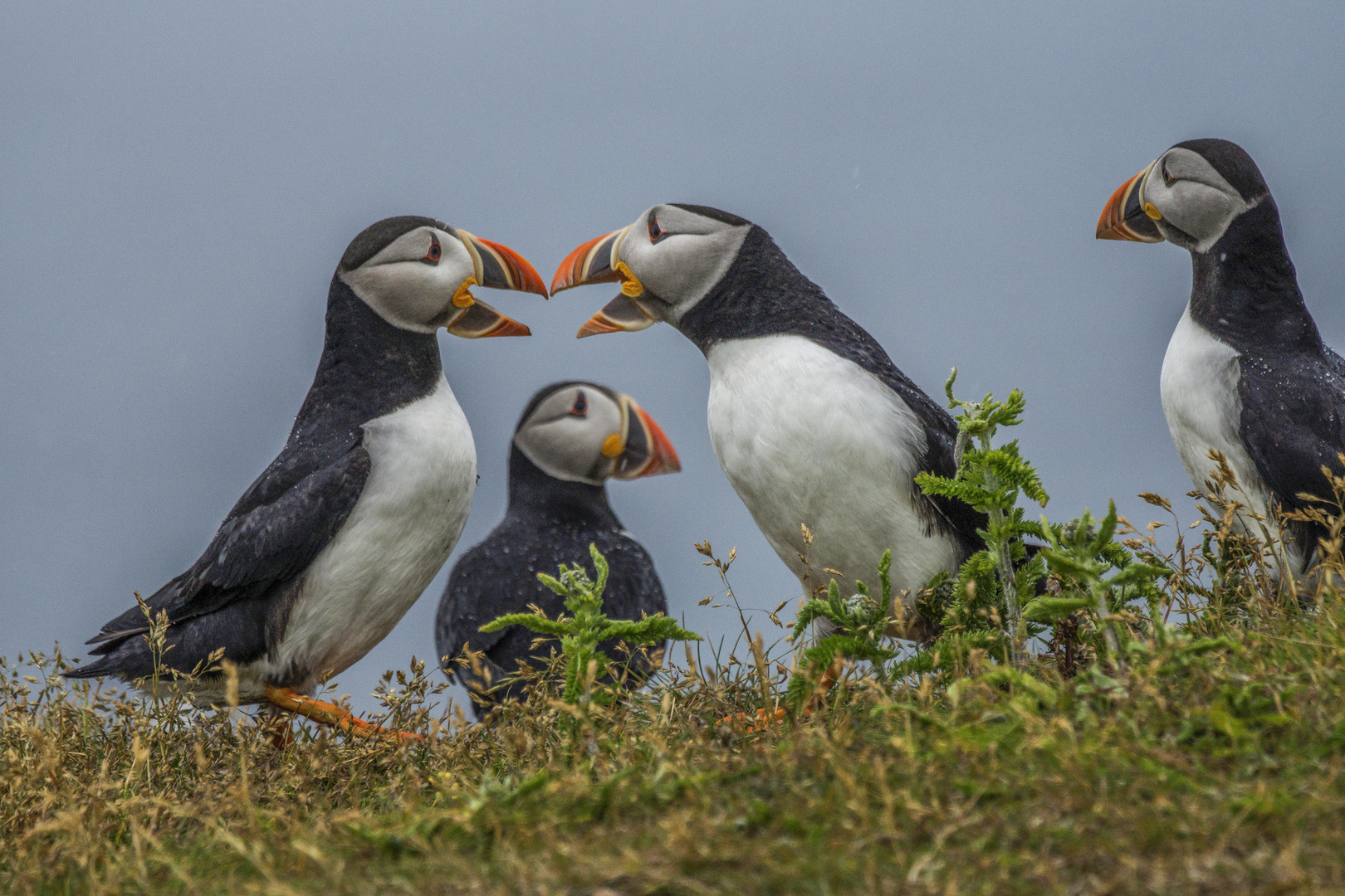 Atlantic Puffins