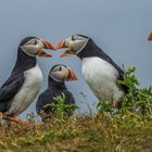 Atlantic Puffins