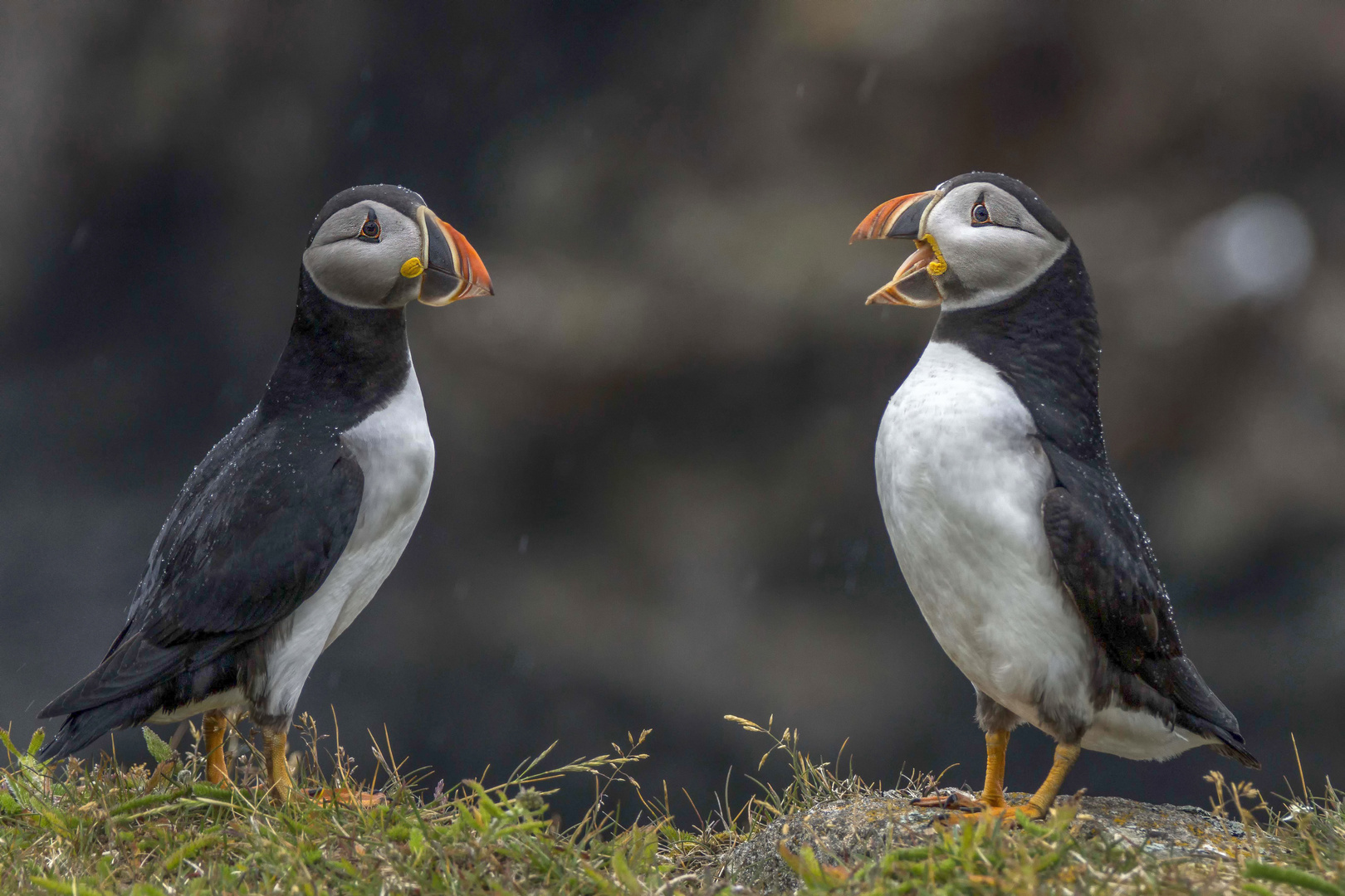 Atlantic Puffins