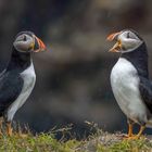 Atlantic Puffins