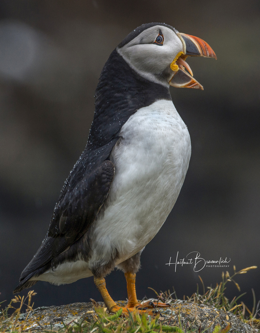 Atlantic Puffins