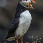 Atlantic Puffins