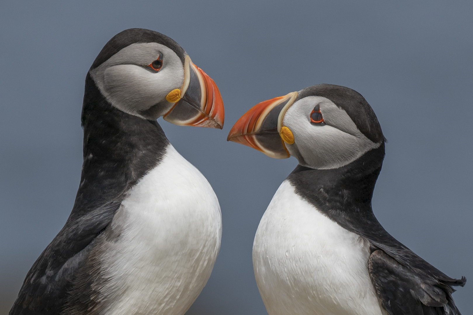 Atlantic Puffins