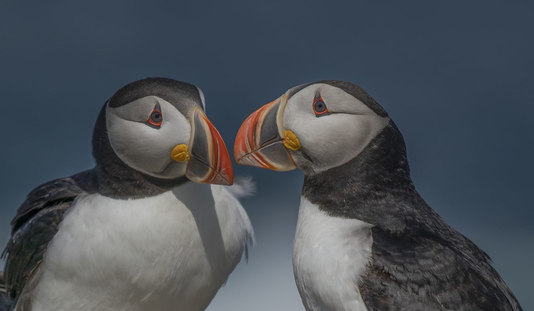 Atlantic Puffins