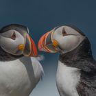 Atlantic Puffins