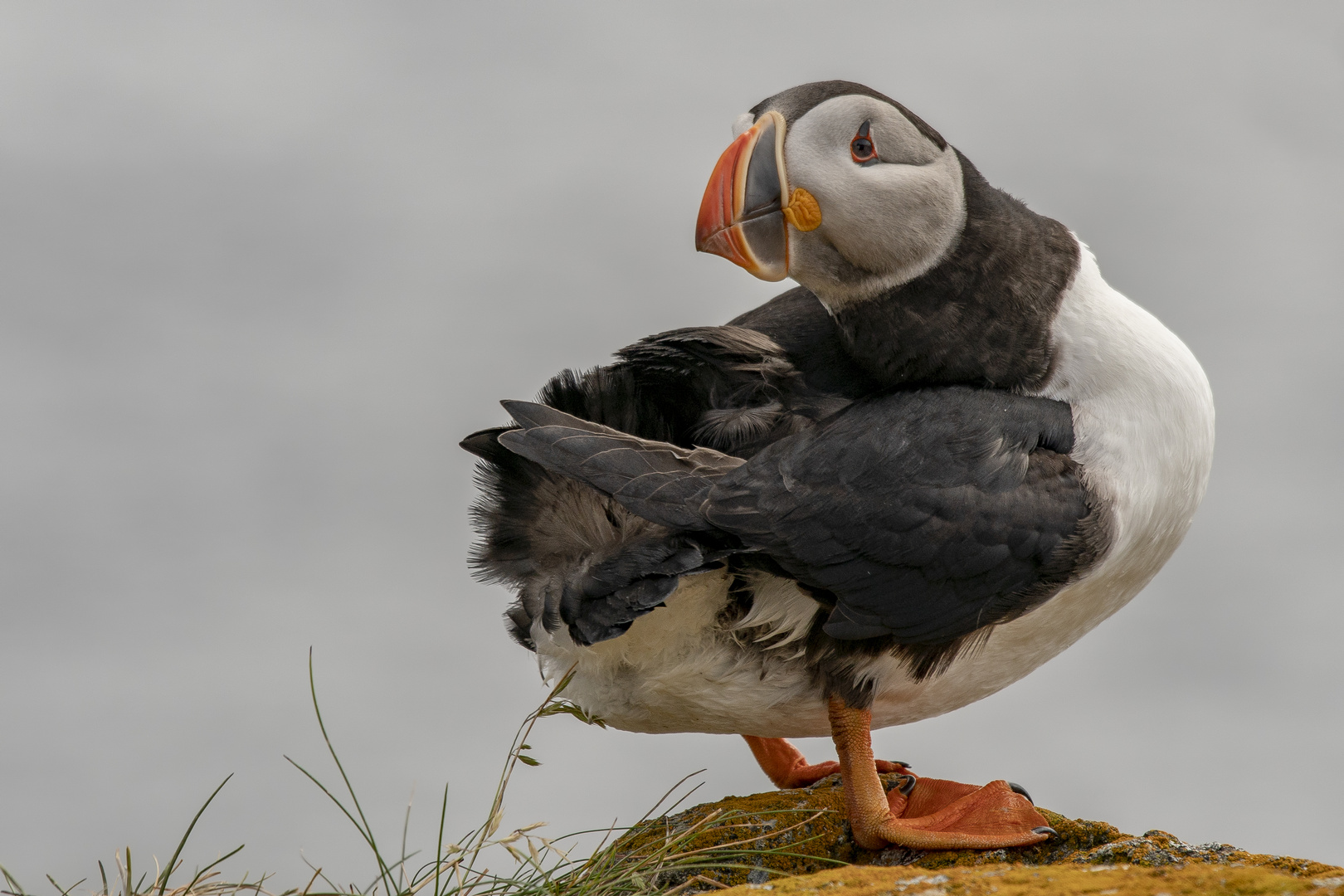 Atlantic Puffins