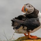 Atlantic Puffins