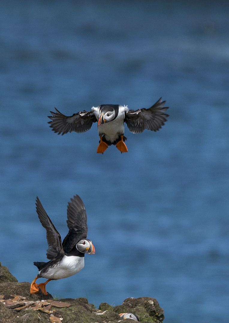 Atlantic Puffins