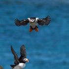 Atlantic Puffins